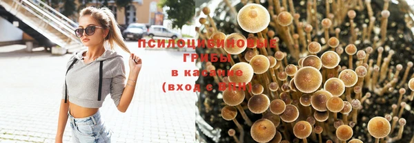 прущие грибы Михайлов